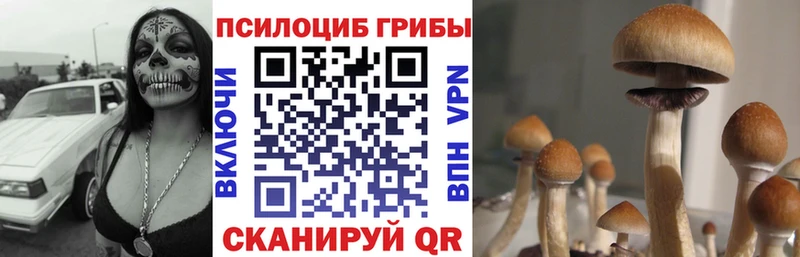 Галлюциногенные грибы Psilocybe  Купить закладки  Шали 